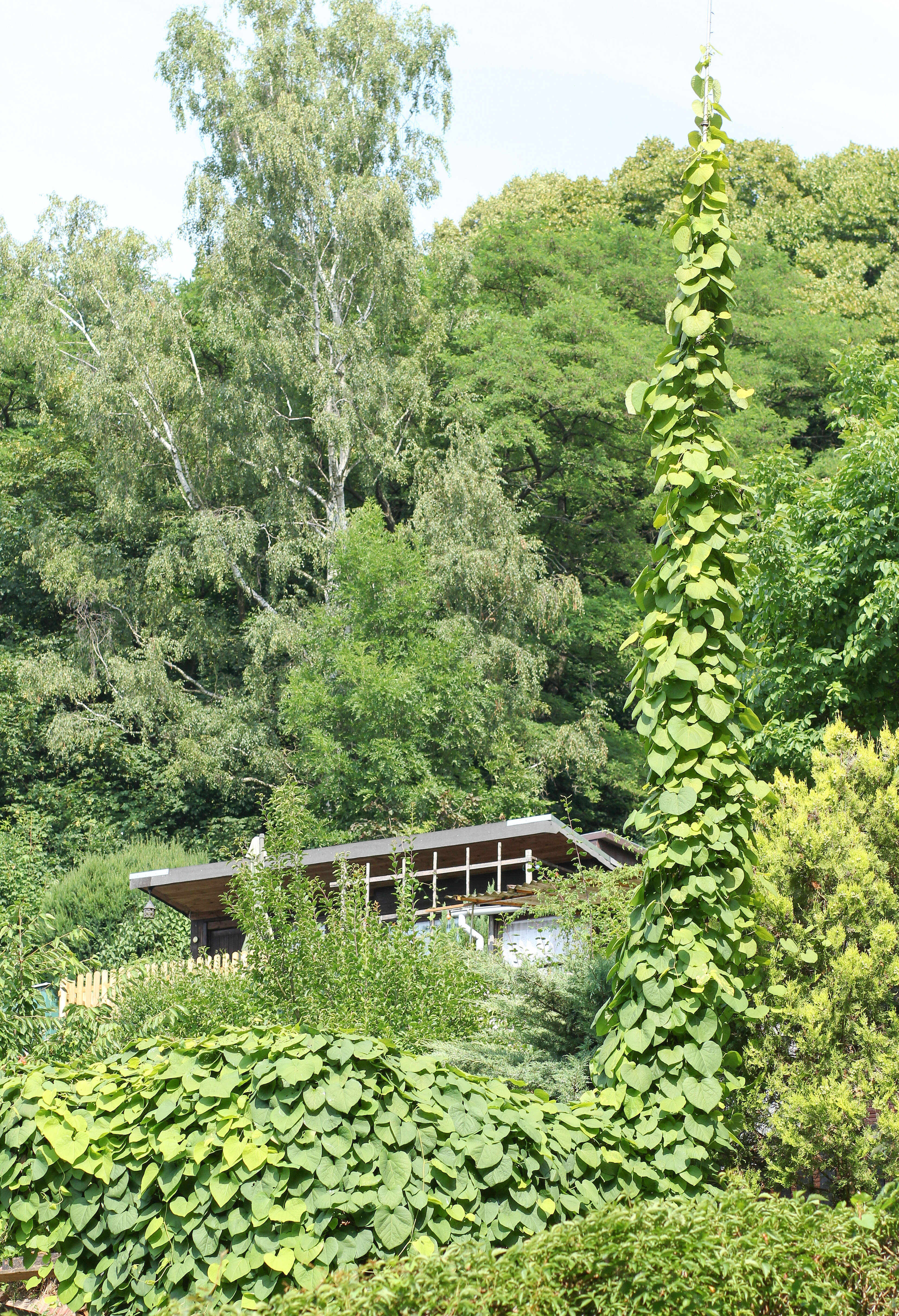 Image of Dutchman's pipe