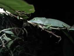 Pseudocalotes tympanistriga (Gray 1831) resmi