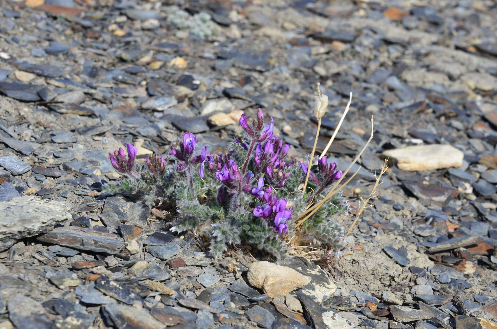 Image de Oxytropis wrangelii Jurtzev