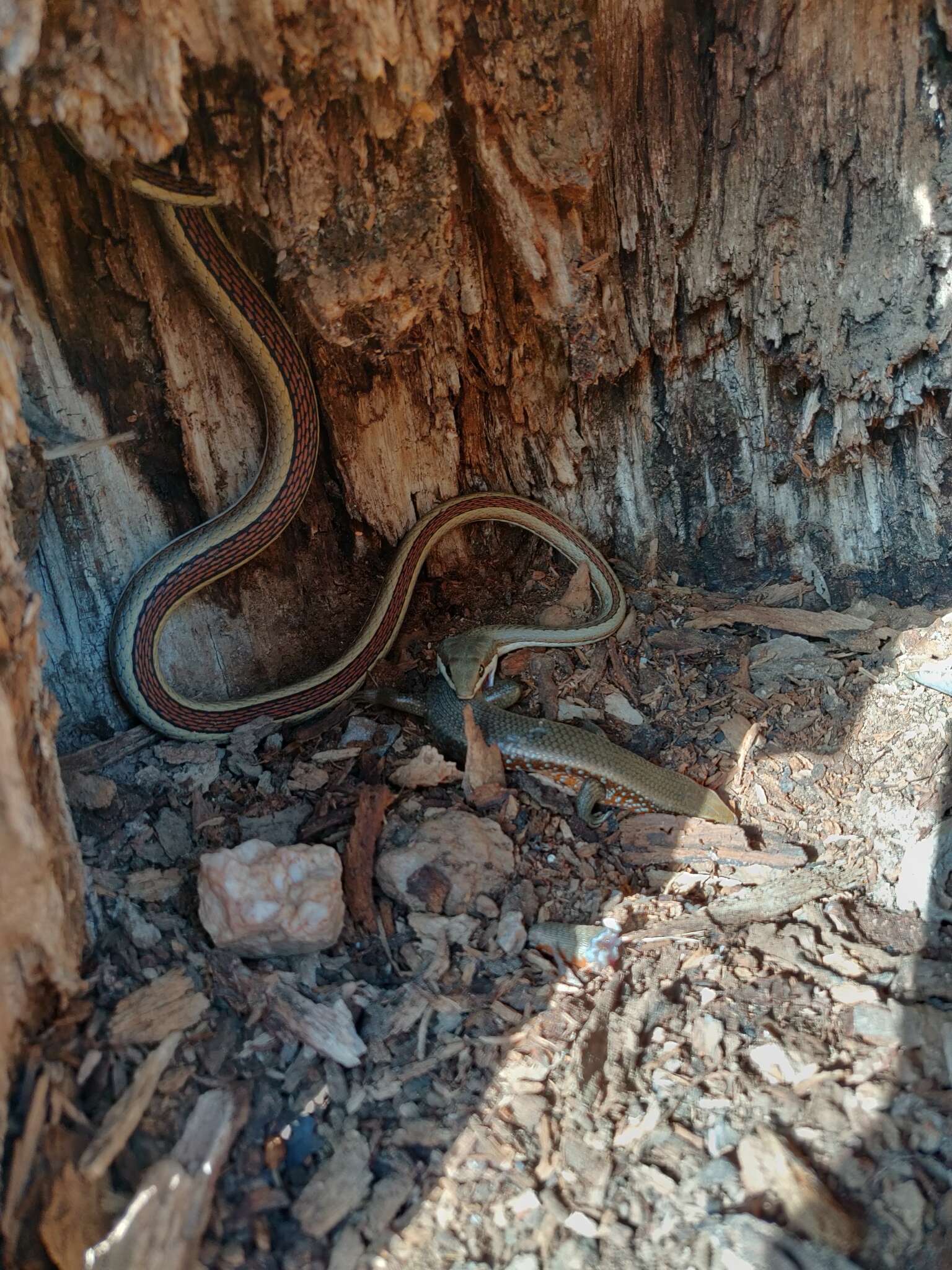 Image of Elegant Sand Racer