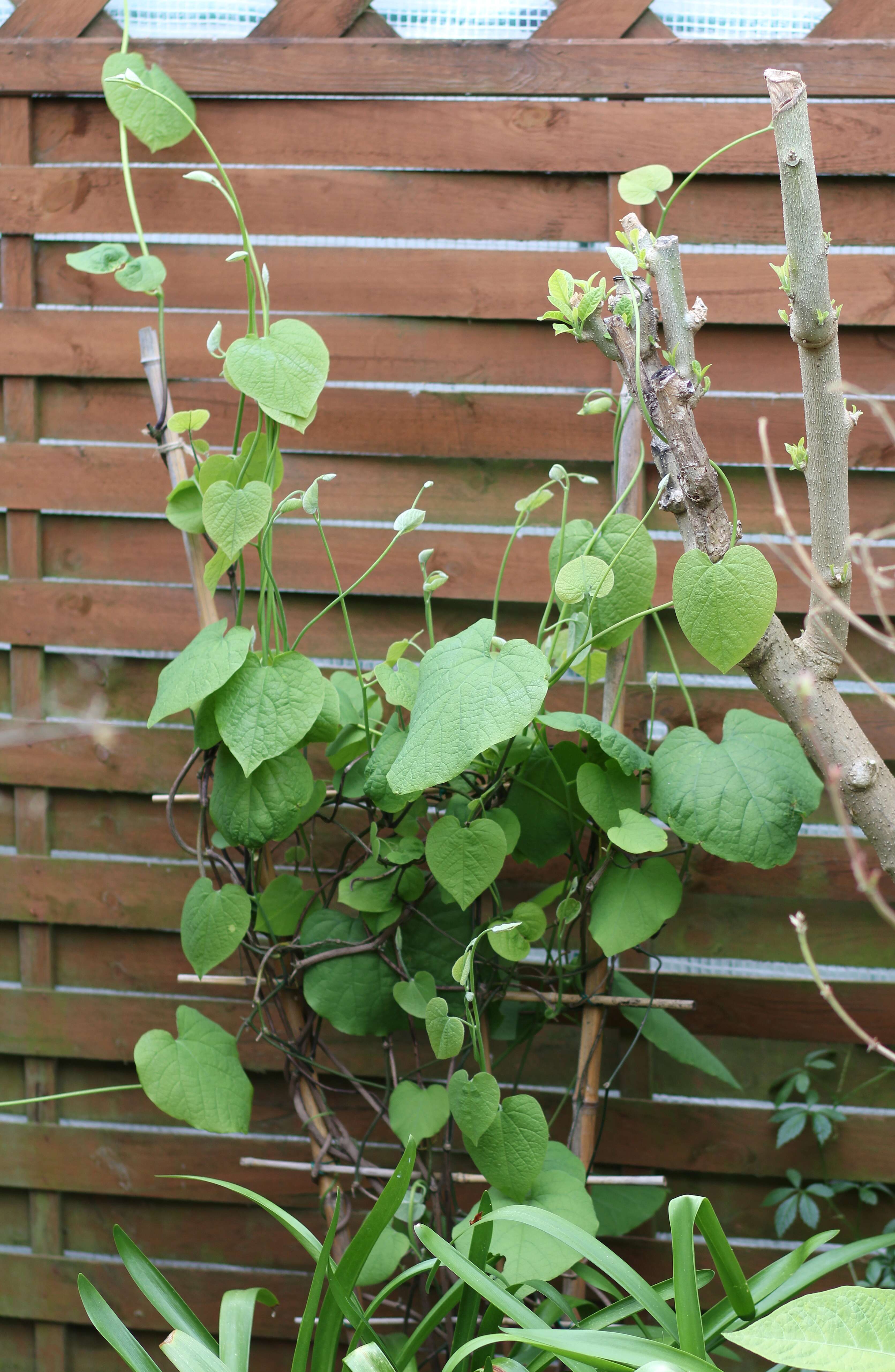 Image of Dutchman's pipe