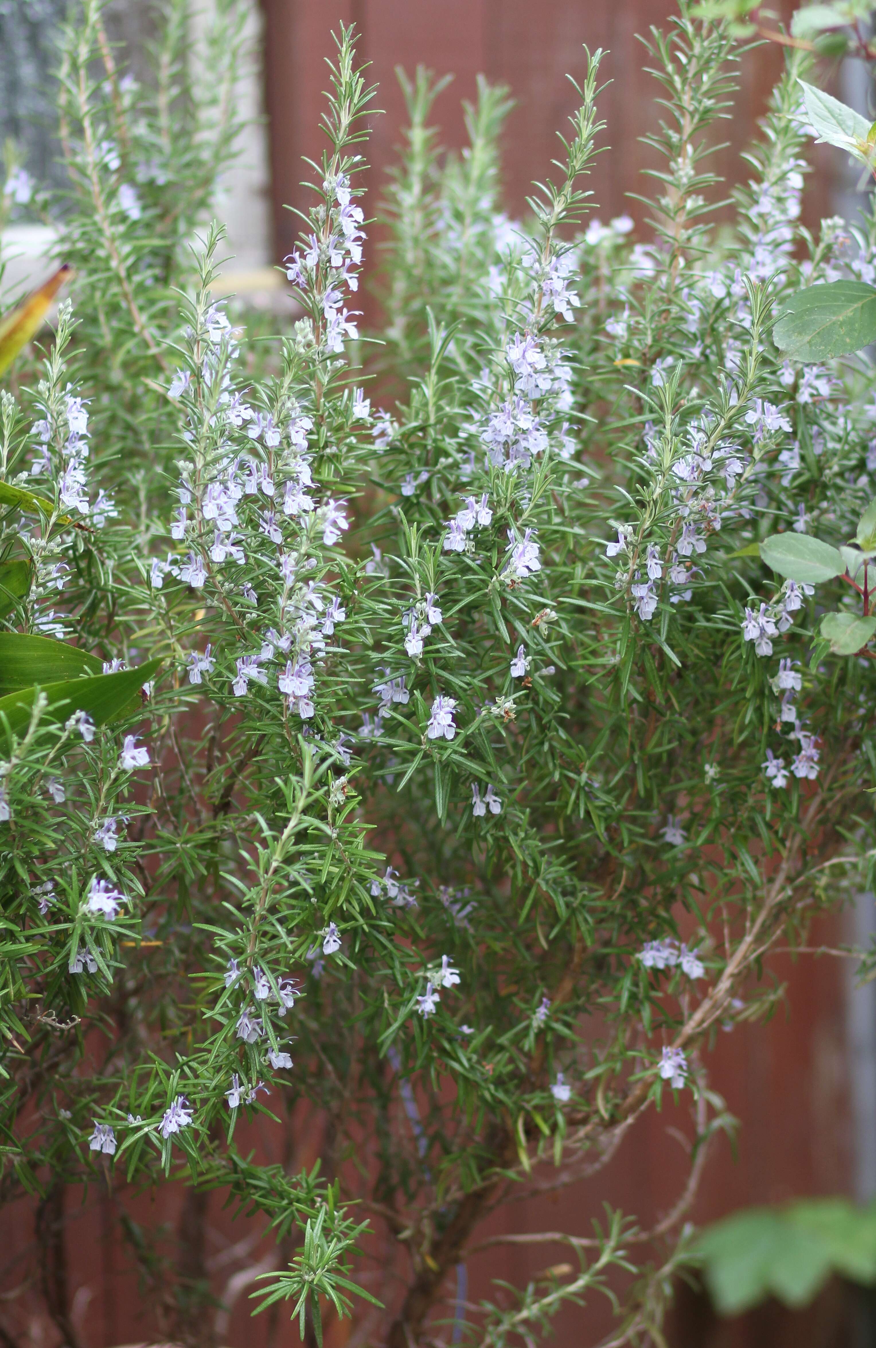 Image of Rosemary