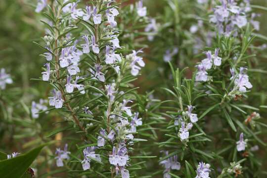 Image of Rosemary