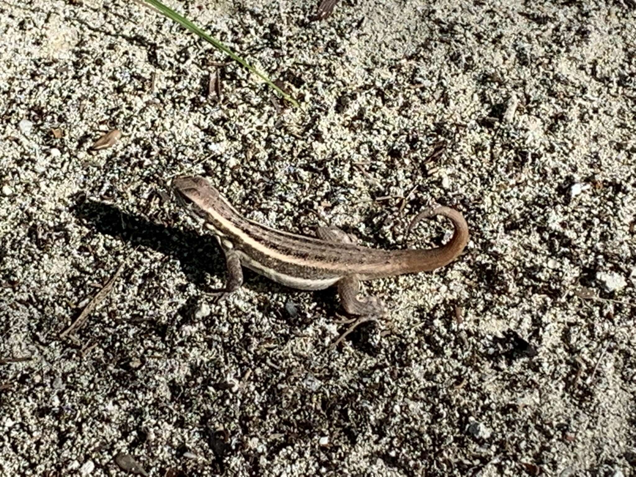 Imagem de Leiocephalus lunatus louisae Cochran 1934