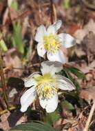 Image of black hellebore