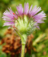 Image de Erigeron glabratus subsp. glabratus Hoppe & Hornsch. ex Bluff & Fingerh.