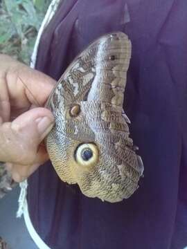 Image of Caligo idomeneus Linnaeus 1758