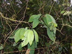 Image de Passiflora arborea Spreng.