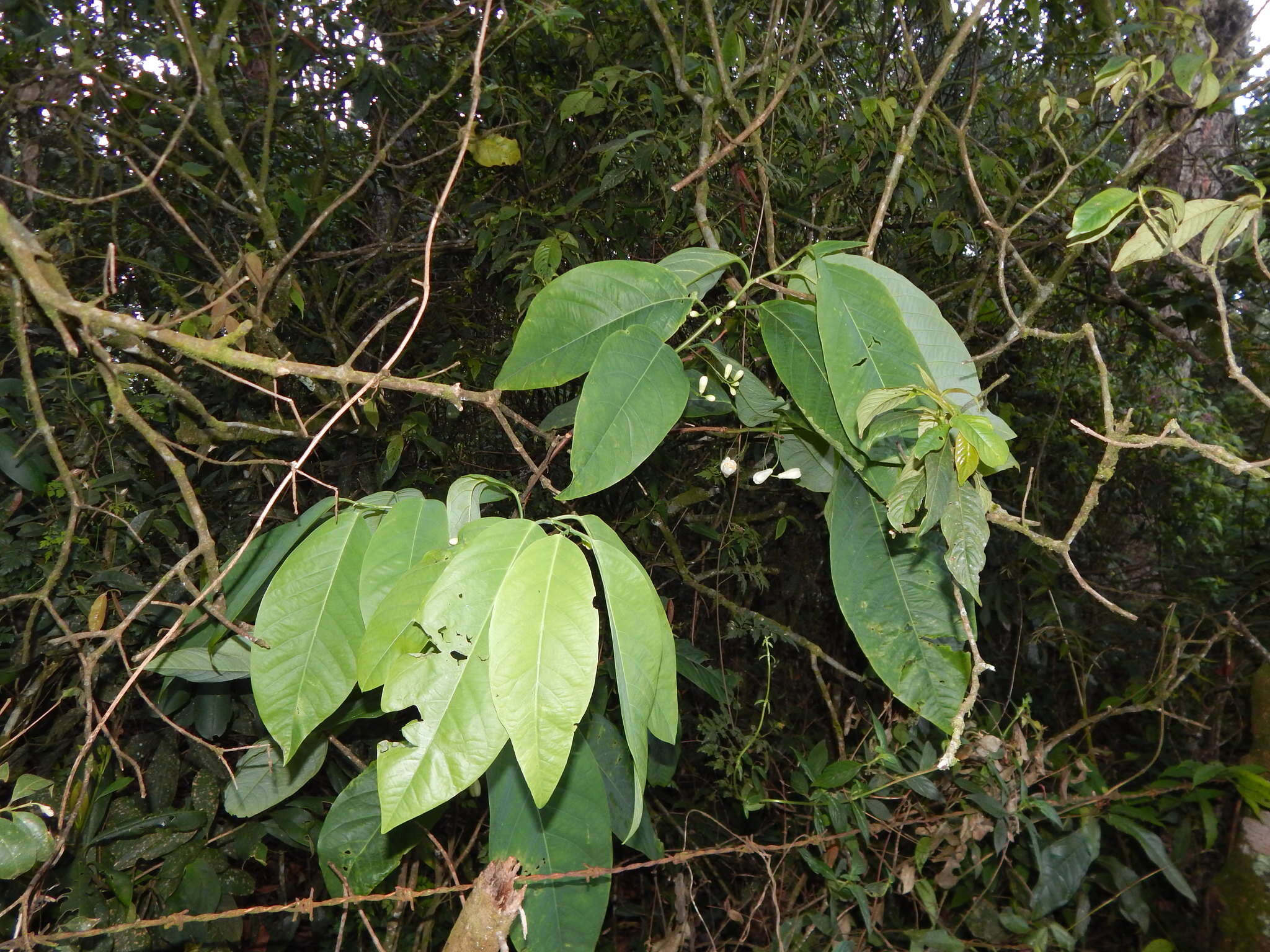 Image of Passiflora arborea Spreng.