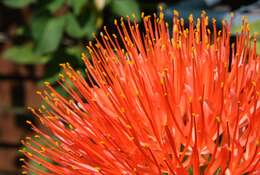 Image of Katherine Blood-lily