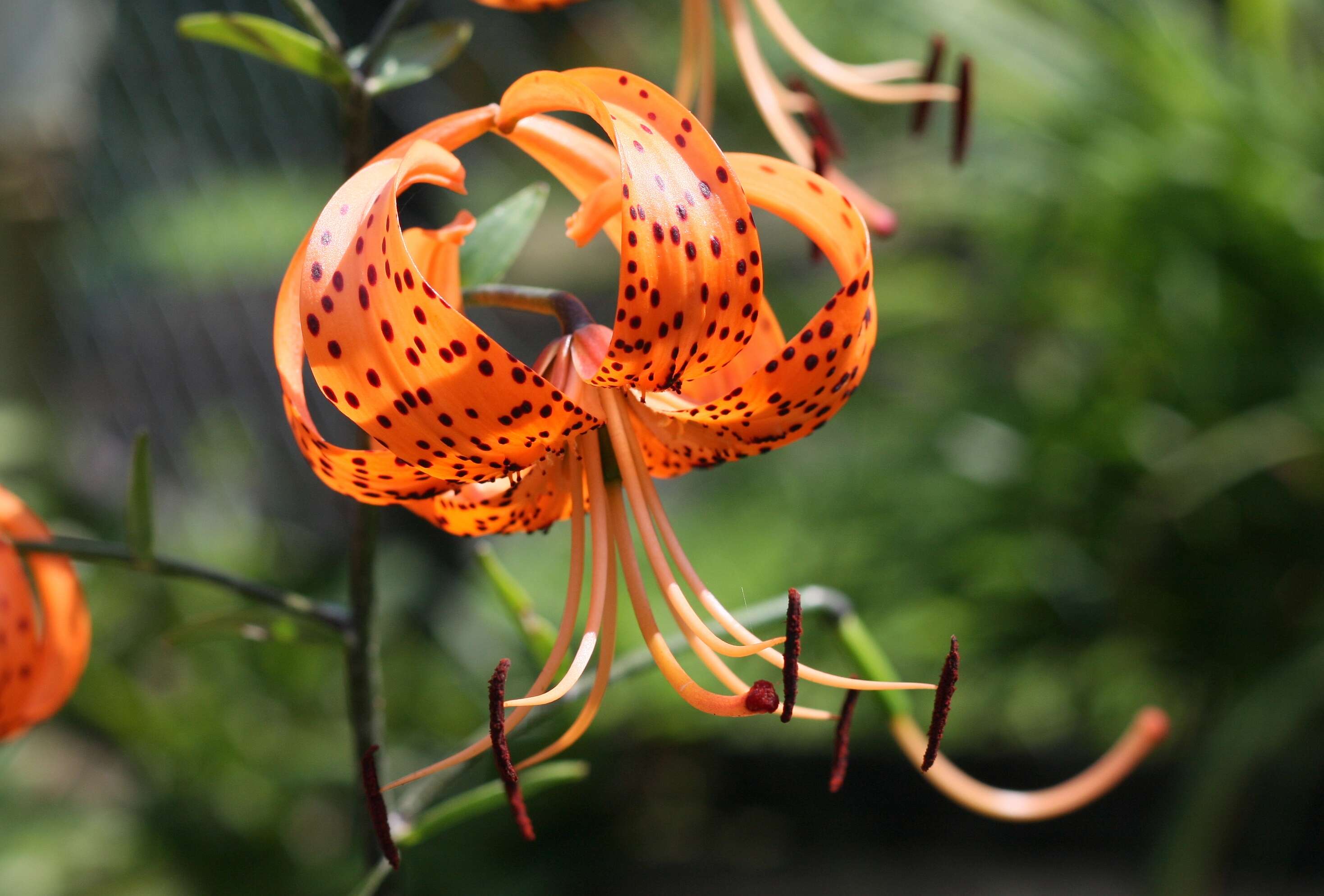 Image of Tiger lily