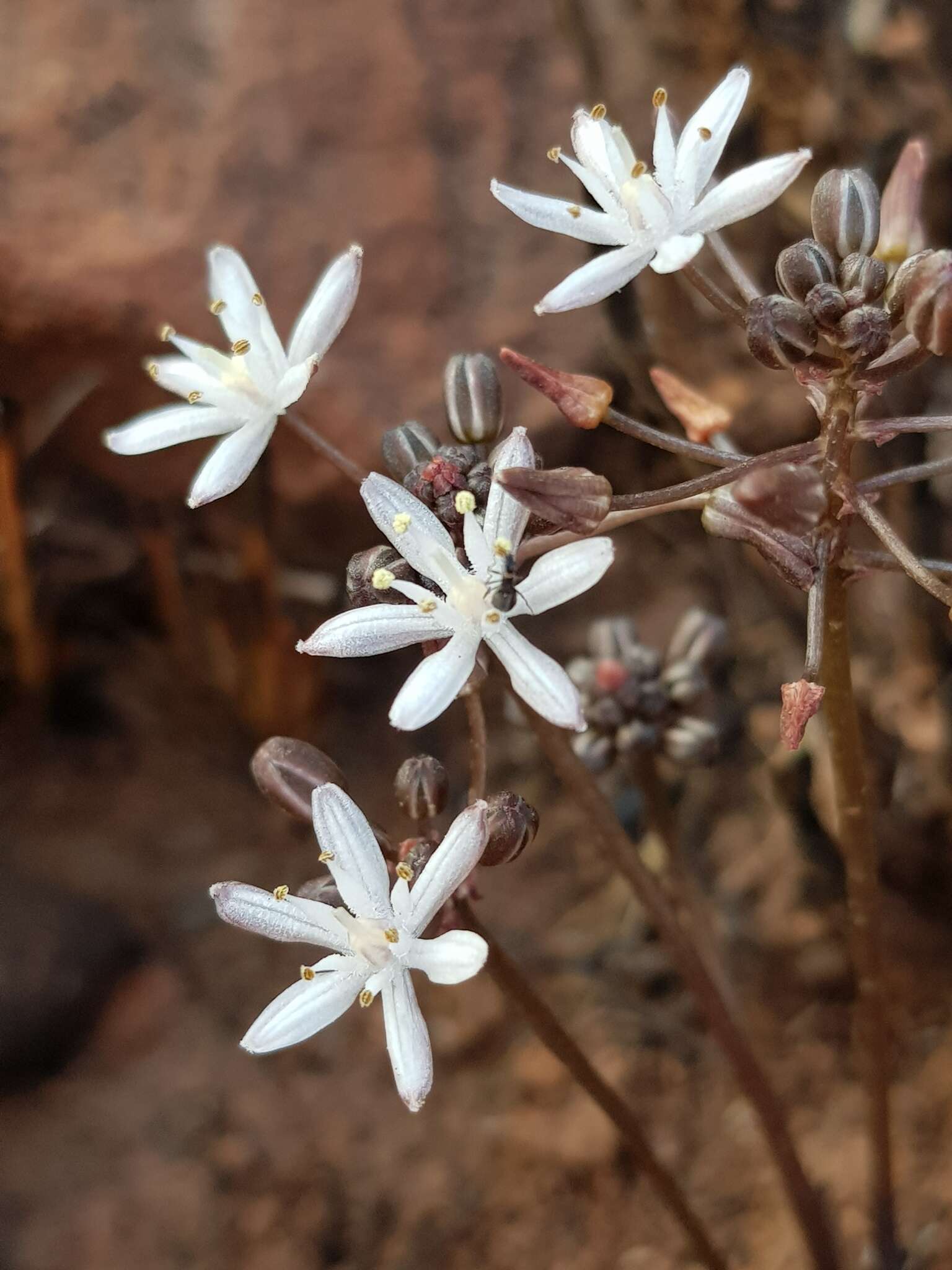 Image de Fusifilum depressum (Baker) U. Müll.-Doblies, J. S. Tang & D. Müll.-Doblies