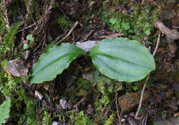 Слика од Platanthera florentii Franch. & Sav.