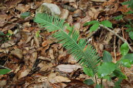 Image of Chestnut Dioon