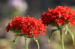 Image of Maltese-cross