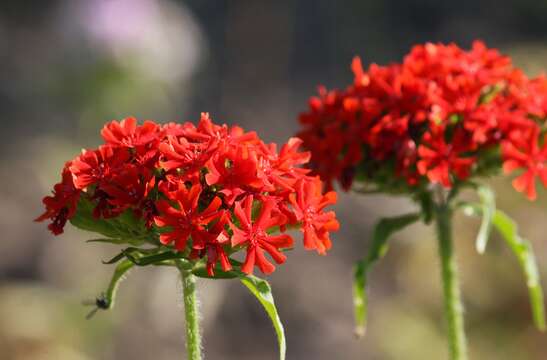 Слика од Silene chalcedonica (L.) E. H. L. Krause