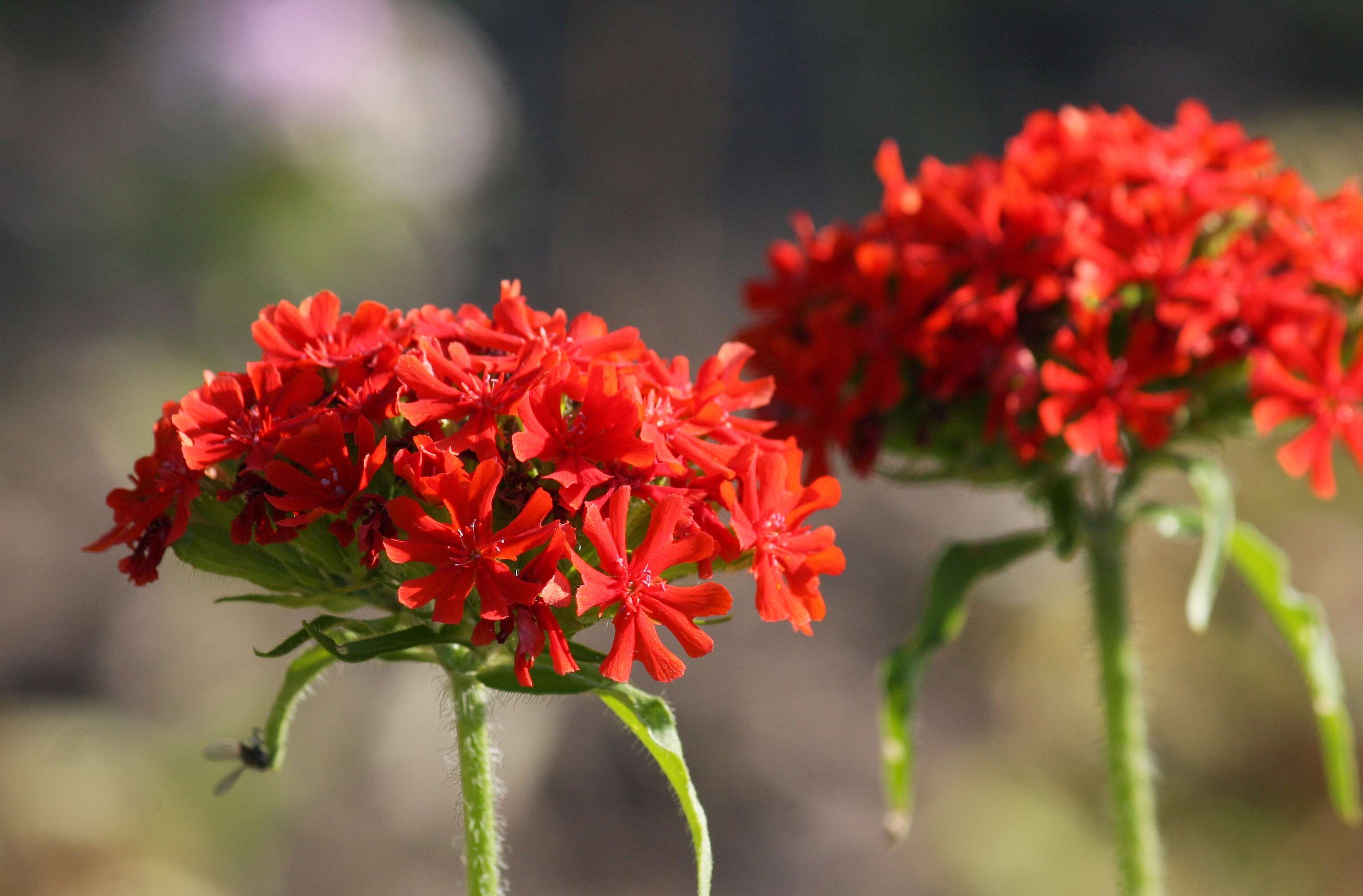 Image of Maltese-cross