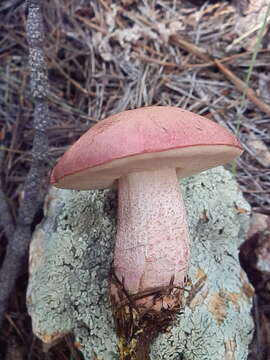 Image of Harrya chromipes (Frost) Halling, Nuhn, Osmundson & Manfr. Binder 2012