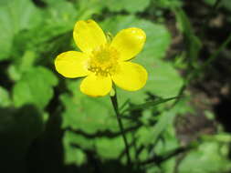 Ranunculus hispidus var. nitidus (Ell.) T. Duncan的圖片