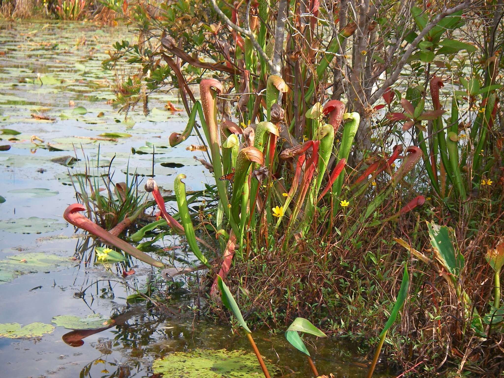 Image of Hooded Pitcherplant