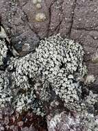 Image of goose neck barnacle