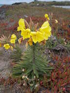 Image of Hooker's evening primrose