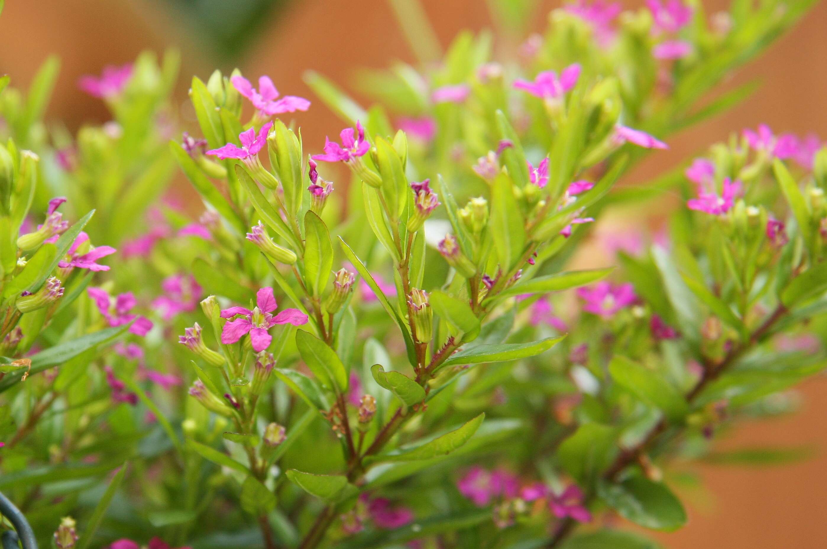 Слика од Cuphea hyssopifolia Kunth