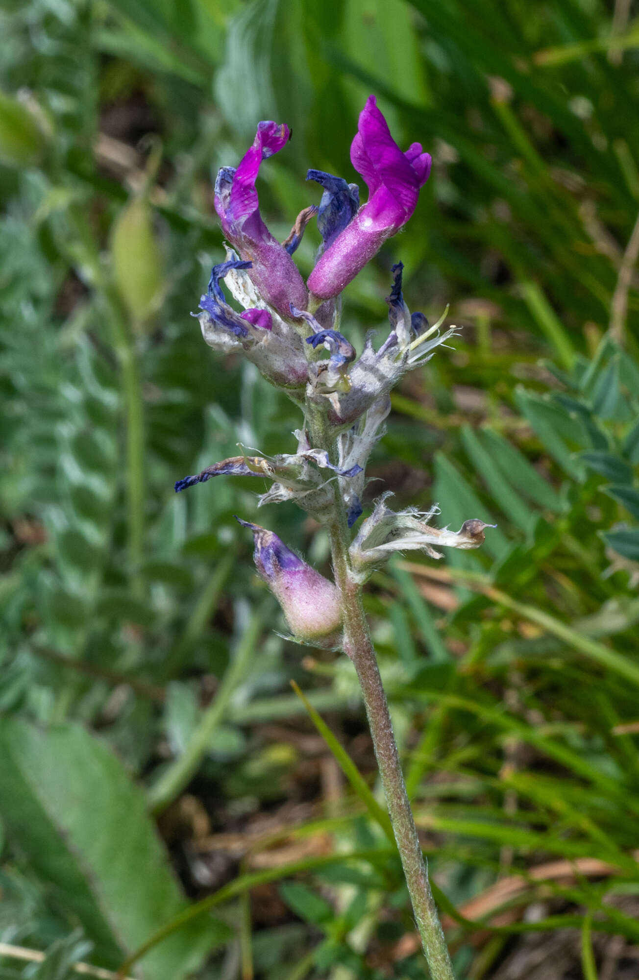 Image de Oxytropis argentata (Pall.) Pers.