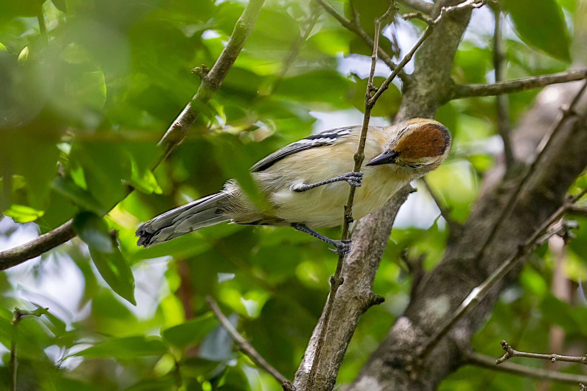 Слика од Herpsilochmus longirostris Pelzeln 1868