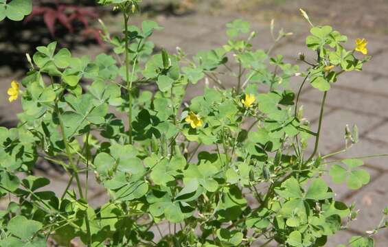 Image of Oxalis stricta