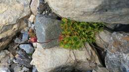 Plancia ëd Saxifraga cespitosa L.