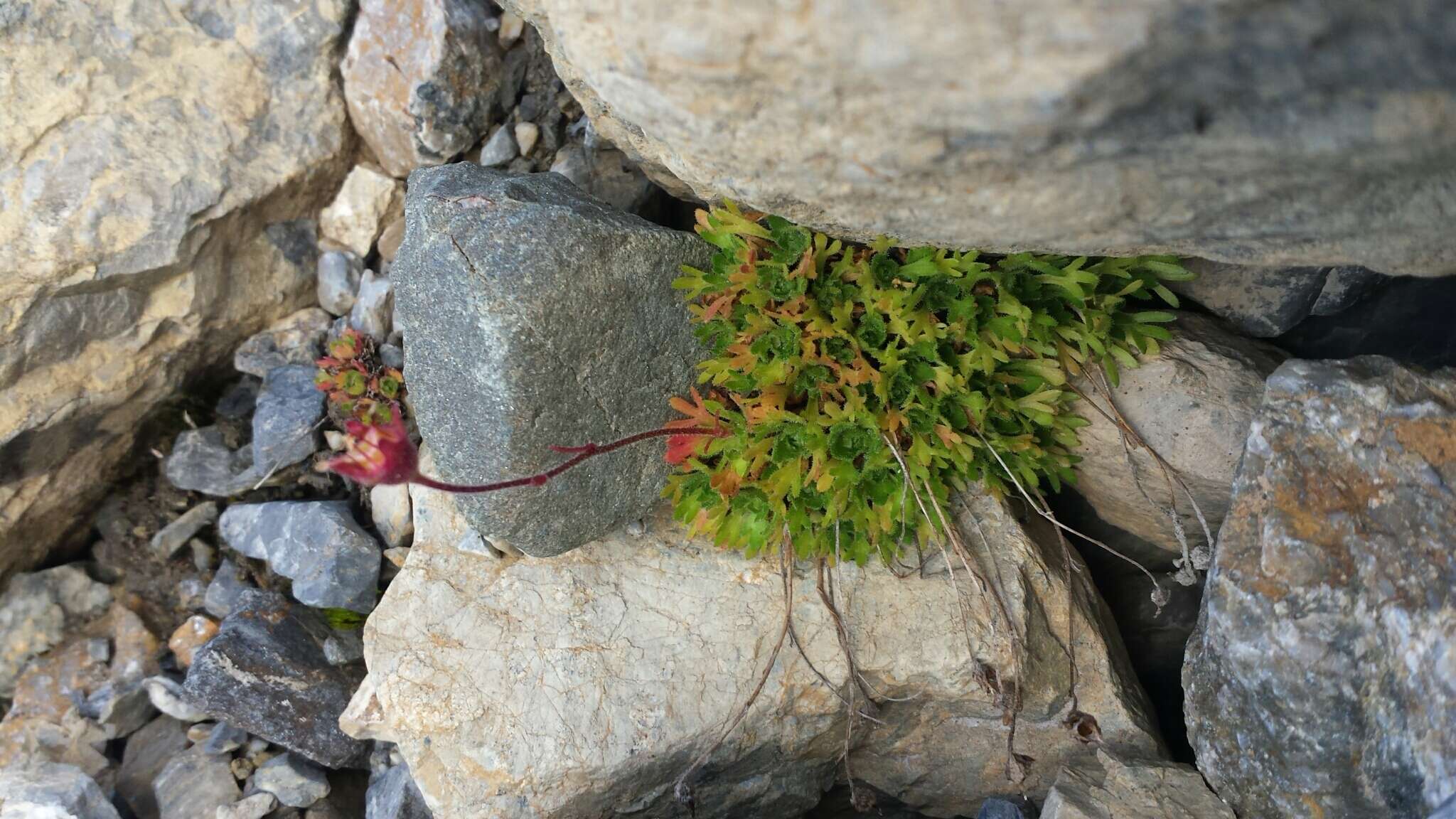 Слика од Saxifraga cespitosa L.