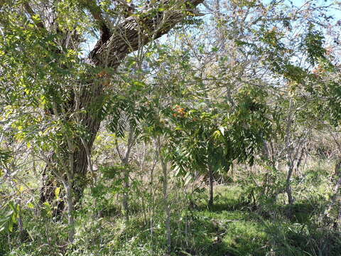 Image of western soapberry