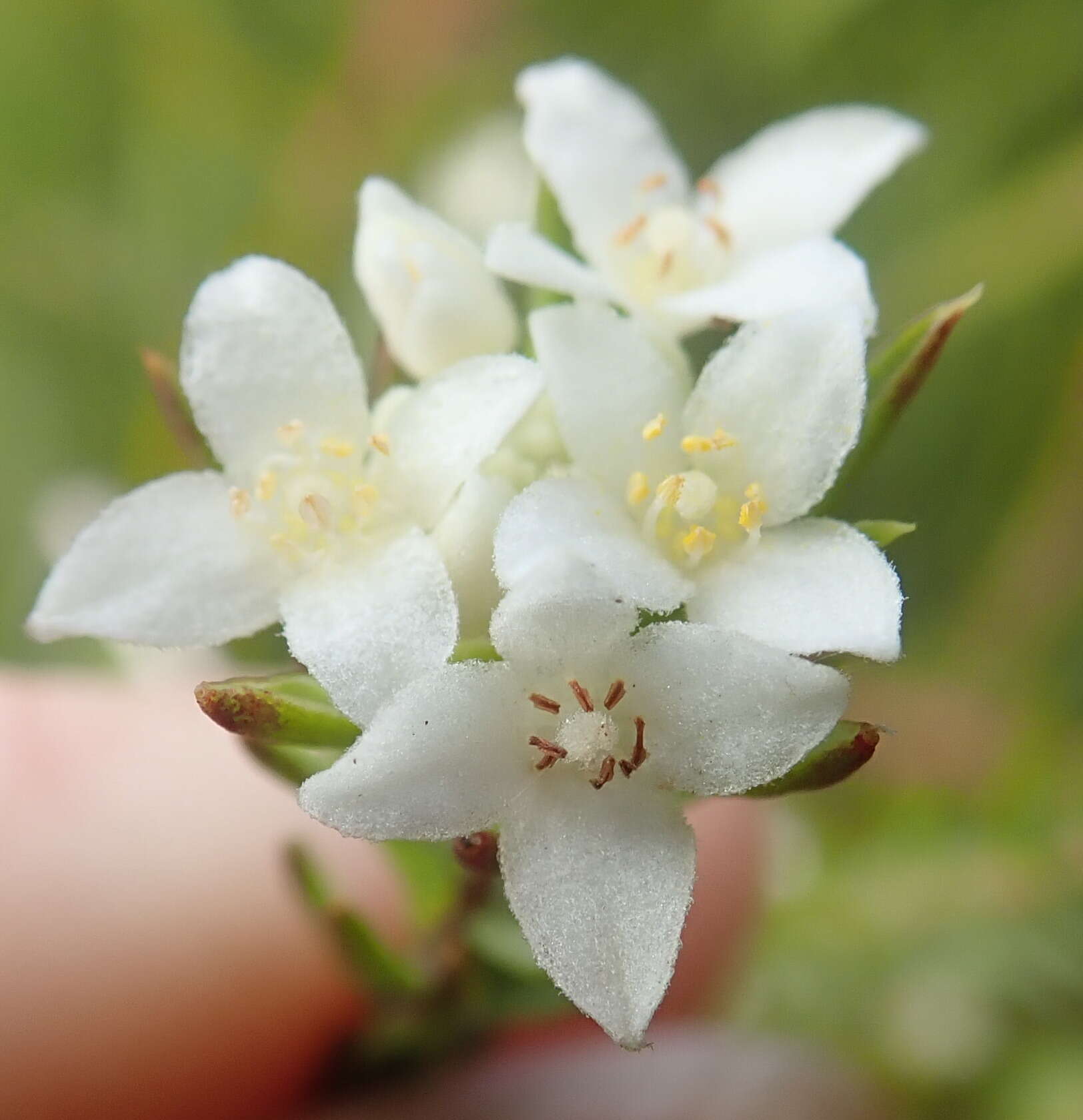 Image of Lachnaea diosmoides Meissn.