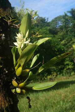 Image of Prosthechea aemula (Lindl.) W. E. Higgins