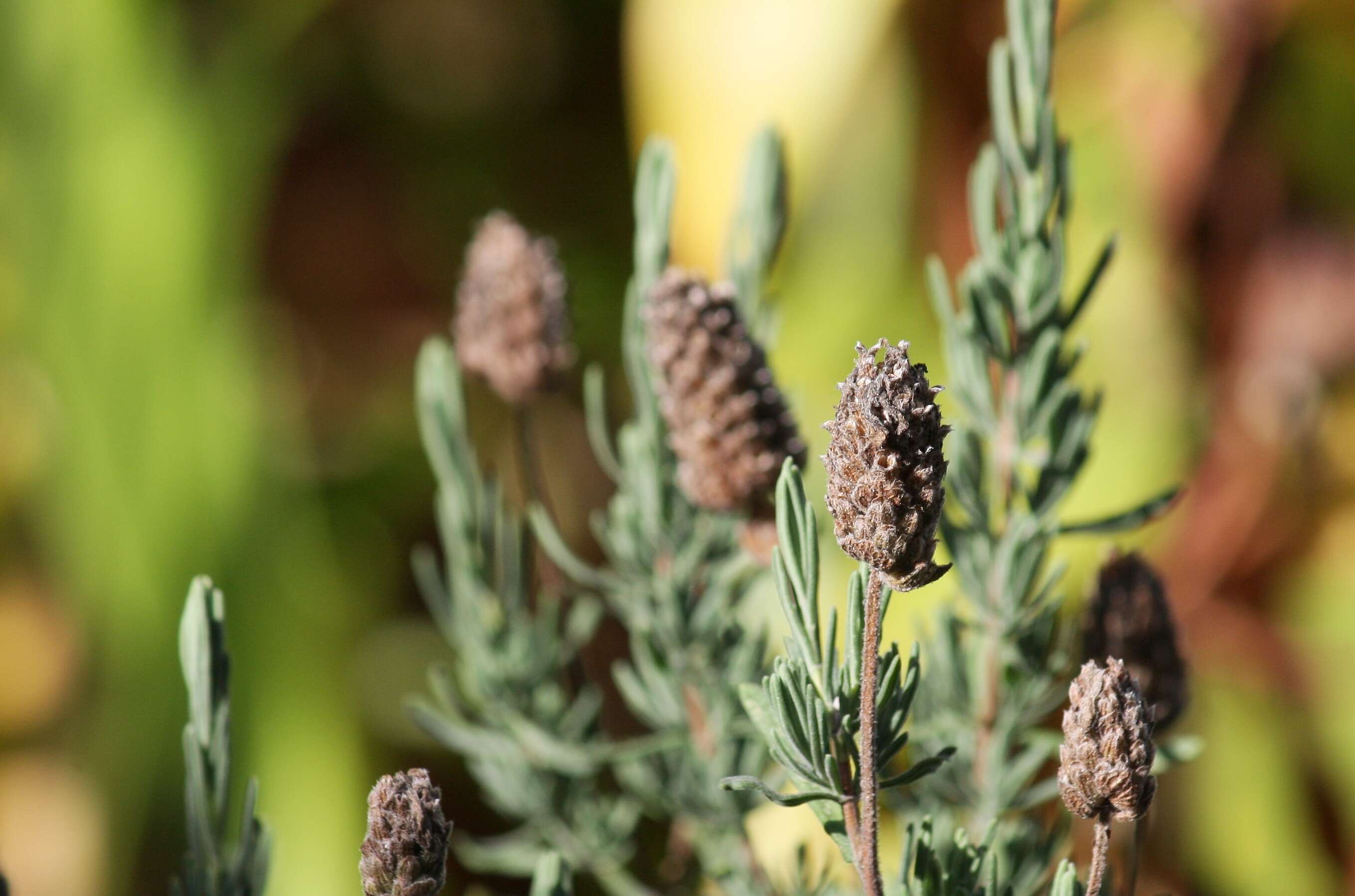 Image of French lavender