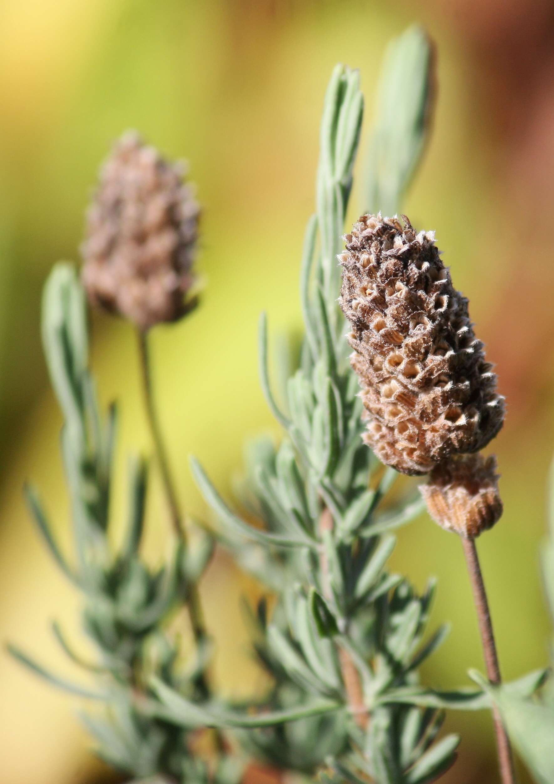 Image of French lavender