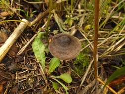 Слика од Entoloma lampropus (Fr.) Hesler 1967