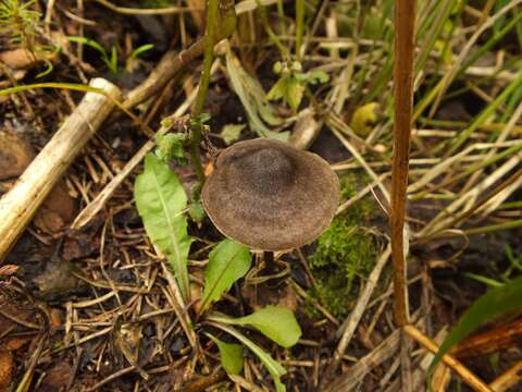 Image of Entoloma lampropus (Fr.) Hesler 1967