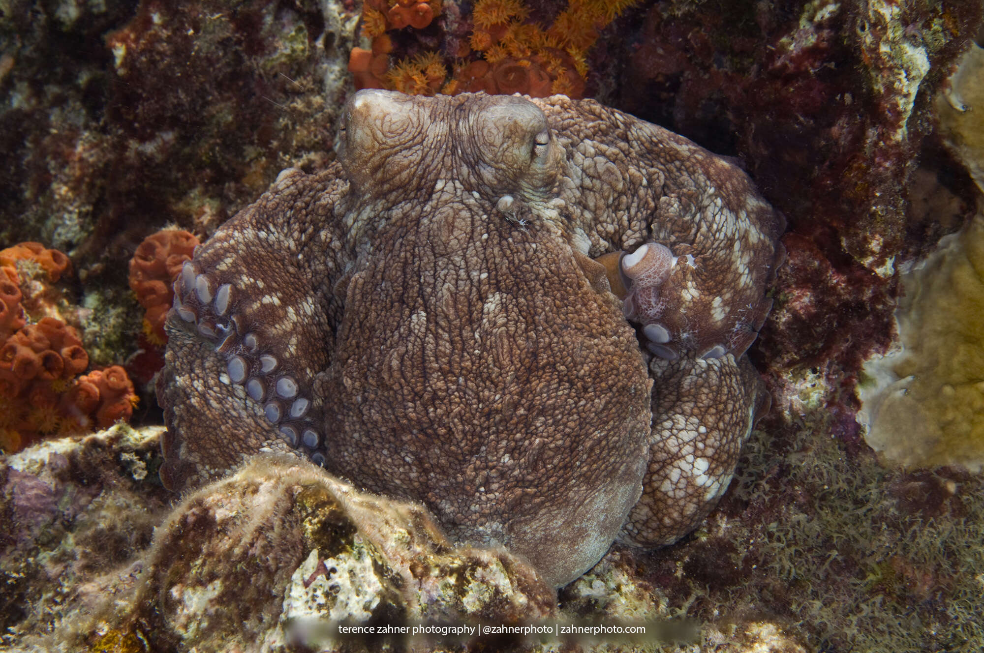 Image of Brazil reef octopus