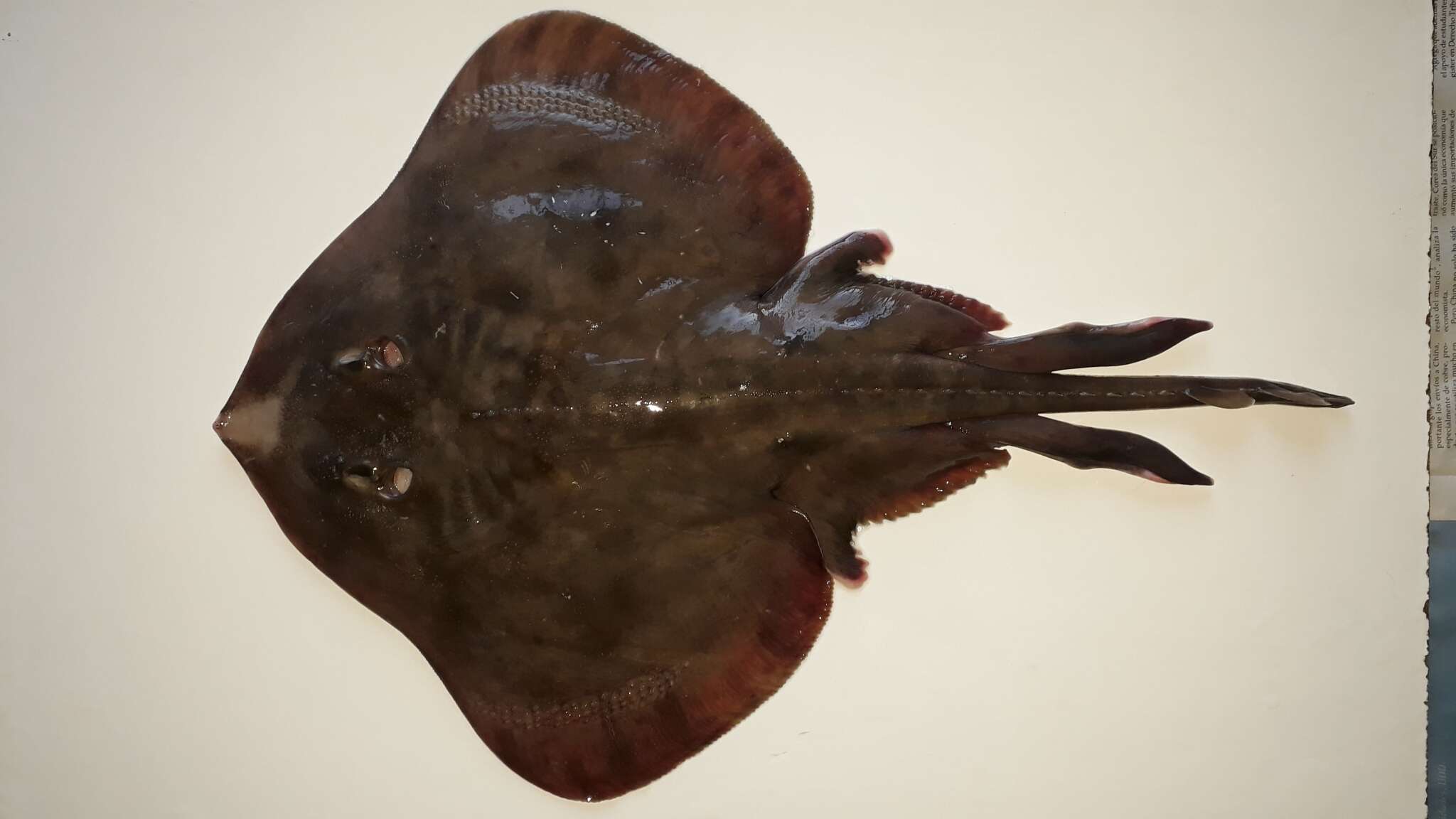 Image of Pacific skate