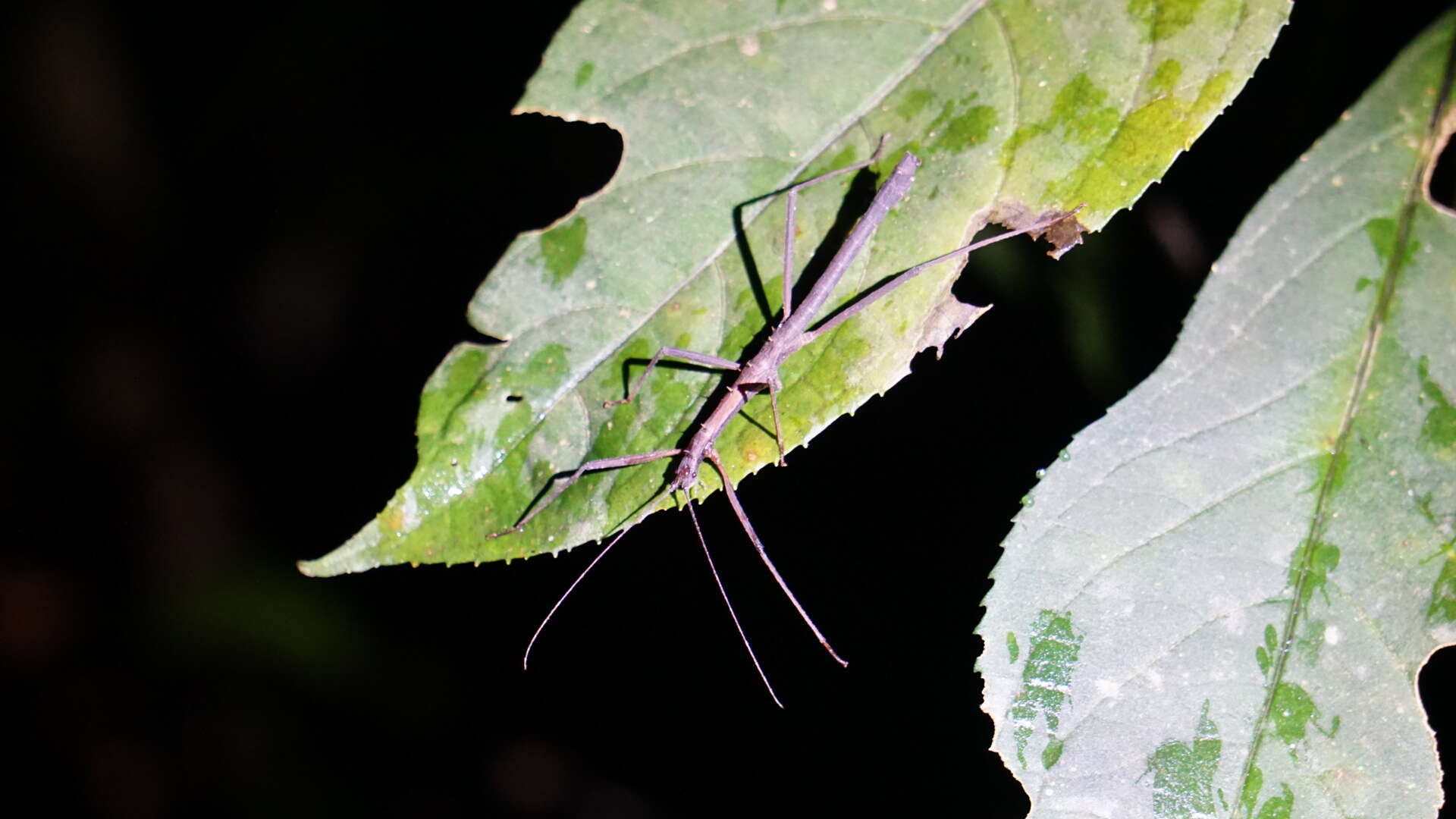 Image of Neohirasea hongkongensis Brock & Seow-Choen 2000