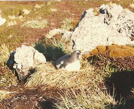 Plancia ëd Pygoscelis papua taeniata