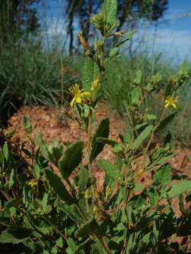 Image of Triumfetta sonderi Ficalho & Hiern