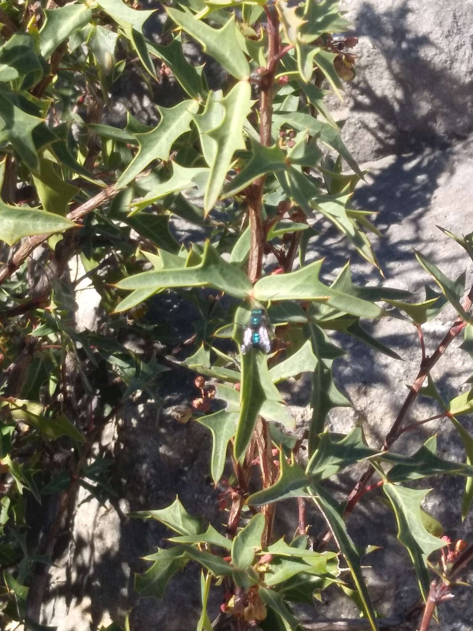 Image of Blueberry bee