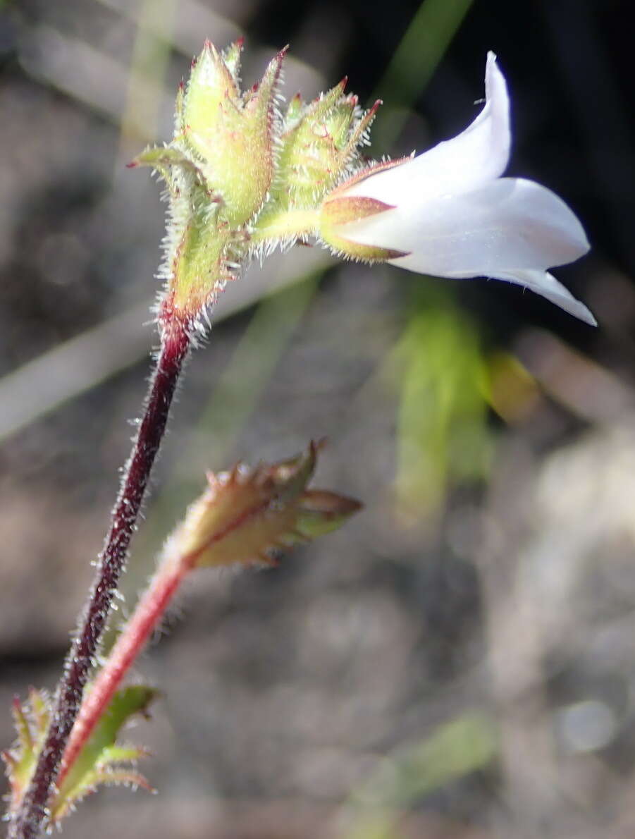 Image of Prismatocarpus rogersii Fourc.