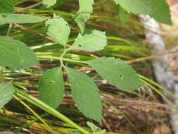 Imagem de Cayratia clematidea (F. Müll.) Domin