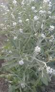 Image of gardencress pepperweed