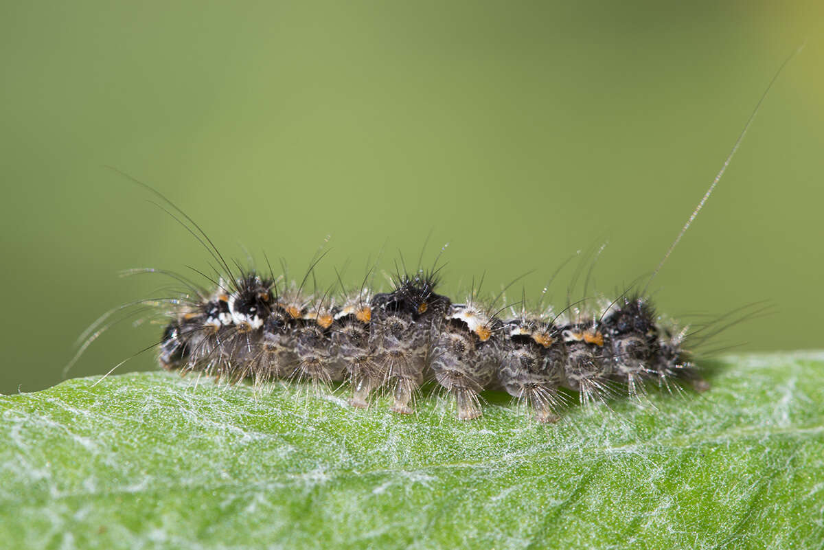 Image of orange footman