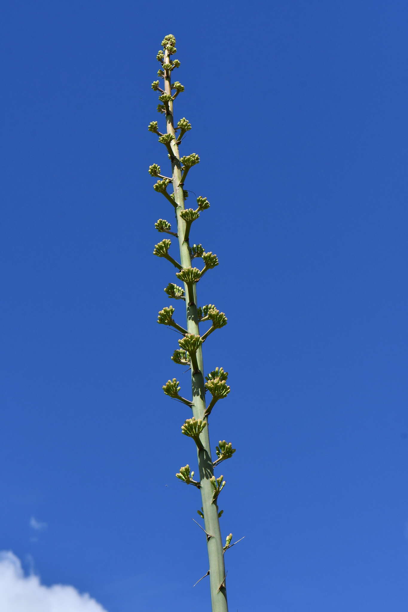 Image de Agave gracilipes Trel.